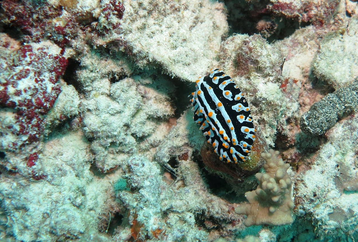 Velidhu - 2013_03_13 - IMG_0649r_Nudibranche_Gemburuna east_Plongee.jpg